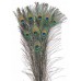FEATHERS PEACOCK Natural  35"- 42" (BULK)